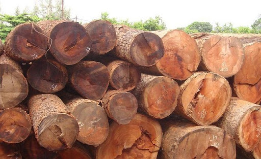 Hình ảnh về gỗ gõ đỏ