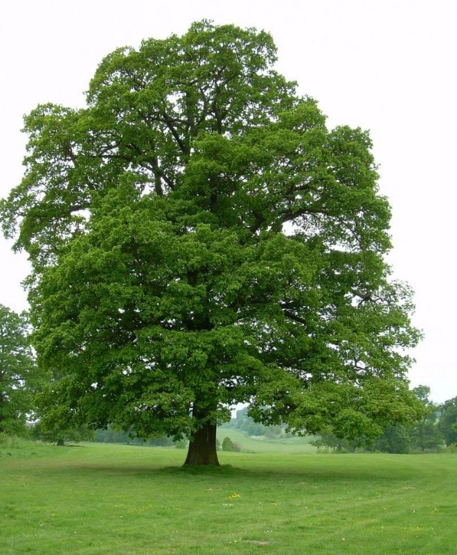 Hình ảnh về cây gỗ sồi
