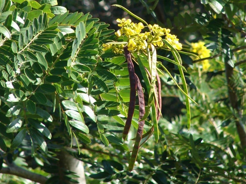 Hình ảnh về lá, hoa và quả muồng đen