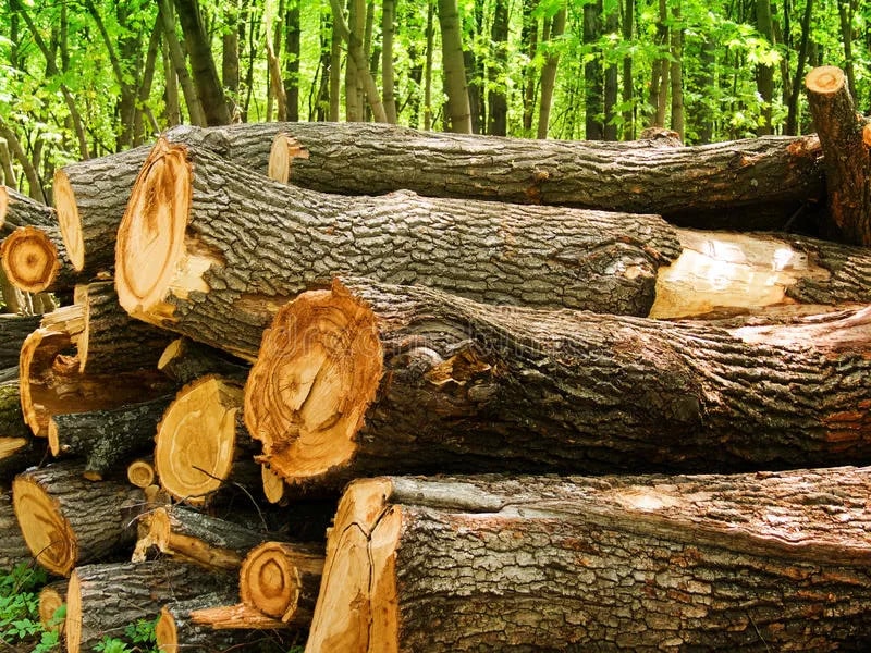 Hình ảnh về gỗ sồi