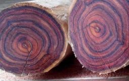 Hình ảnh về gỗ sưa đỏ