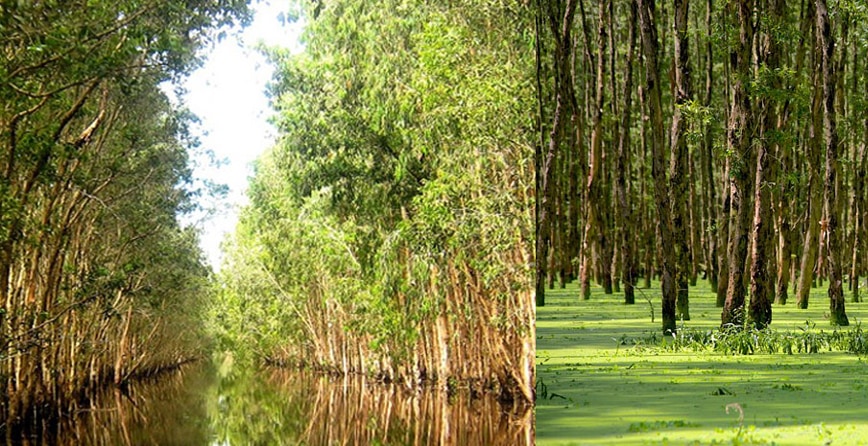 Hình ảnh về rừng cây tràm