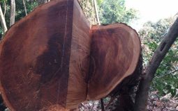 Gỗ nghiến là gỗ gì? Tìm hiểu về đặc điểm và ứng dụng của gỗ