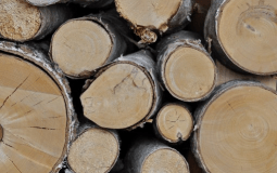 Gỗ bạch dương - Những điều cần biết khi lựa chọn loại gỗ này