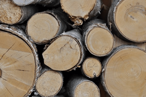 Gỗ bạch dương - Những điều cần biết khi lựa chọn loại gỗ này