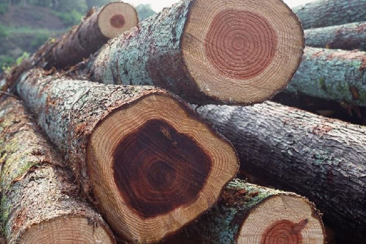 Hình ảnh về gỗ gụ