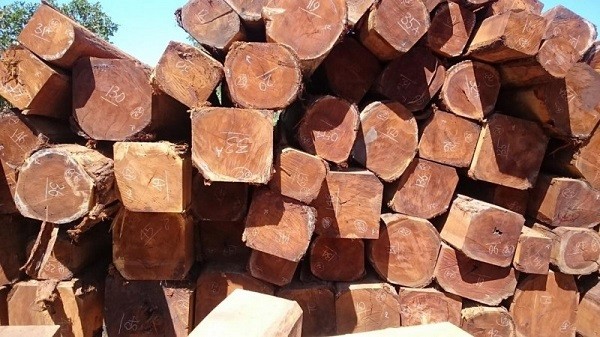 Gỗ sến - 1 trong 4 loại gỗ trong "bộ tứ thiết" của Việt Nam
