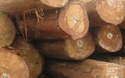 Gỗ táu là gỗ gì? Chất lượng và đặc điểm của gỗ táu như thế nào?