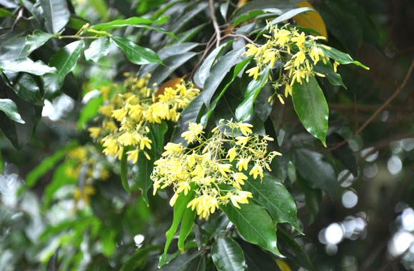 Hình ảnh về lá và hoa của cây