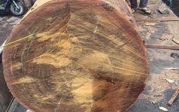 Gỗ lim - Cách phân biệt và ưu nhược điểm của gỗ