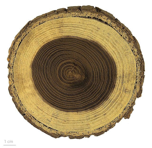 Lõi gỗ dâu rừng