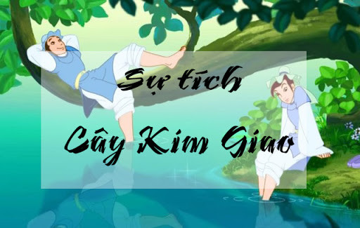 Gỗ kim giao? Ứng dụng và cách nhận biết