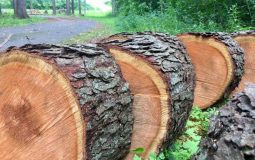 Gỗ anh đào - Tìm hiểu về đặc điểm hình thái của gỗ anh đào