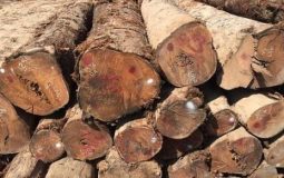 Gỗ cà chắc gỗ là gì? Gỗ cà chắc có tốt không? Đặc điểm và ứng dụng của loại gỗ này