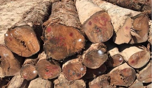 Gỗ cà chắc gỗ là gì? Gỗ cà chắc có tốt không? Đặc điểm và ứng dụng của loại gỗ này