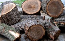 Gỗ dầu đồng là gỗ gì? Đặc điểm và ứng dụng của loại gỗ này