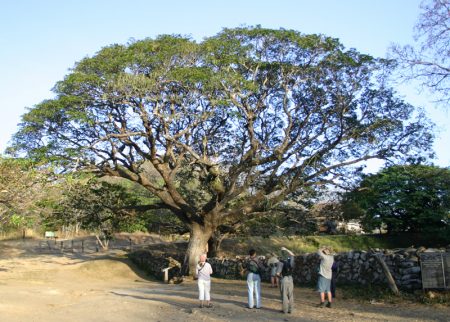 Cây cồng núi