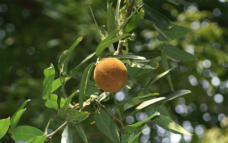 Qủa và lá cây