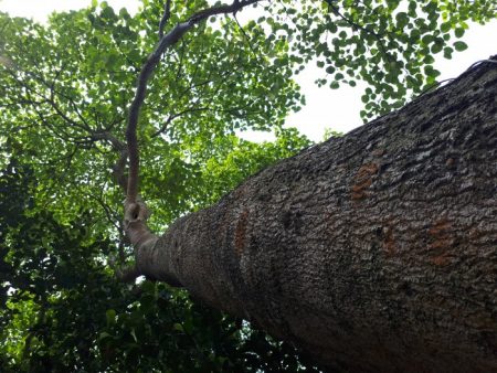 Cây Vạng