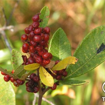 Lá và quả cây( minh họa)